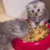 Стикер 38 Cats #cat #cute #girl #memes