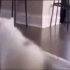 Стикер 43 Cats #cat #cute #girl #memes