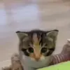 Стикер 31 Cats #cat #cute #girl #memes