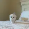 Стикер 8 Cats #cat #cute #girl #memes