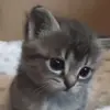 Стикер 52 Cats #cat #cute #girl #memes