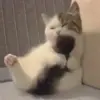 Стикер 18 Cats #cat #cute #girl #memes