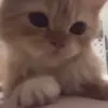 Стикер 35 Cats #cat #cute #girl #memes