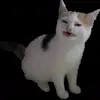 Стикер 42 Cats #cat #cute #girl #memes