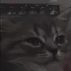 Стикер 49 Cats #cat #cute #girl #memes