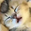 Стикер 55 Cats #cat #cute #girl #memes