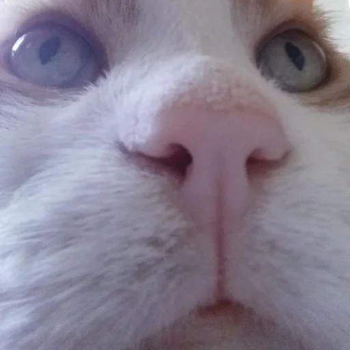 🗿 Стикер «Хренобус» для Telegram