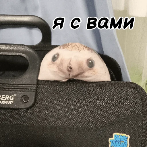 🧳 Стикер «ХРЕН» для Telegram