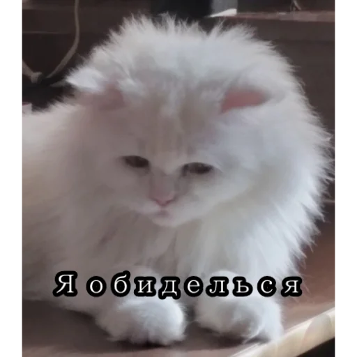 😔 Стикер «Ци Жун» для Telegram