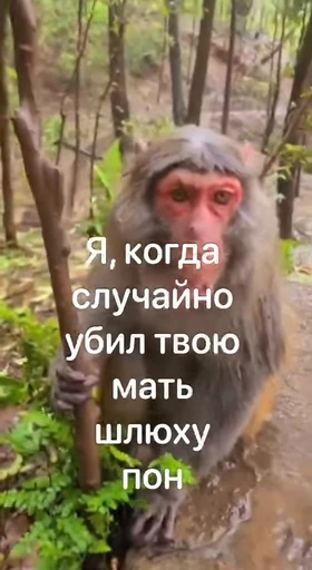 😳 Стикер «Тролпан» для Telegram
