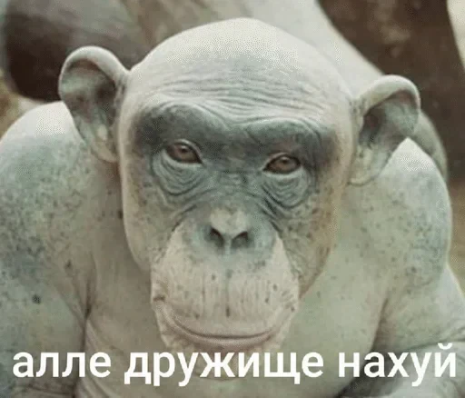 🌟 Стикер «Тролпан» для Telegram