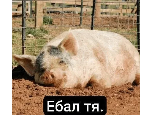 🌟 Стикер «Тролпан» для Telegram