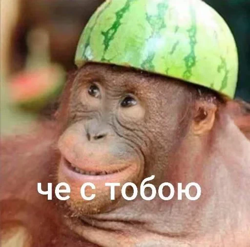 🌟 Стикер «Тролпан» для Telegram