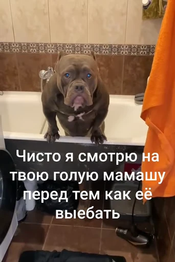 😳 Стикер «Тролпан» для Telegram