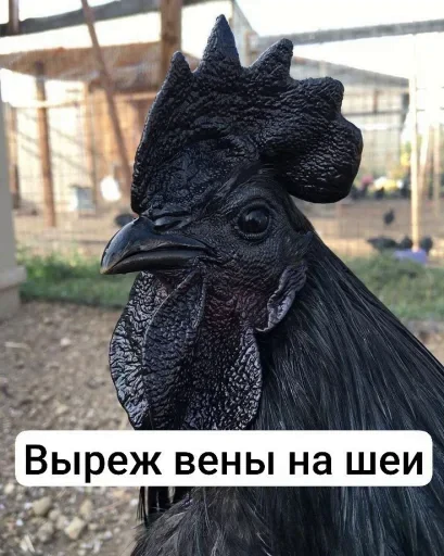 🤩 Стикер «Тролпан» для Telegram