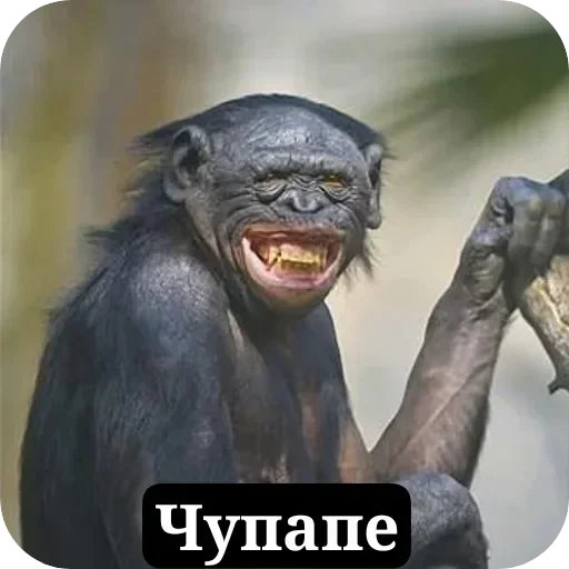 👄 Стикер «Тролпан» для Telegram