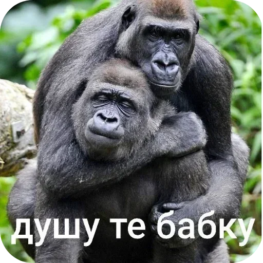 👍 Стикер «Тролпан» для Telegram