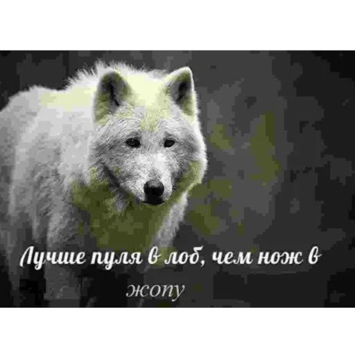 🐘 Стикер «Хуесосы вы» для Telegram