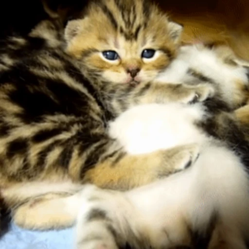 😽 Стикер «Кошачьи обнимашки» для Telegram