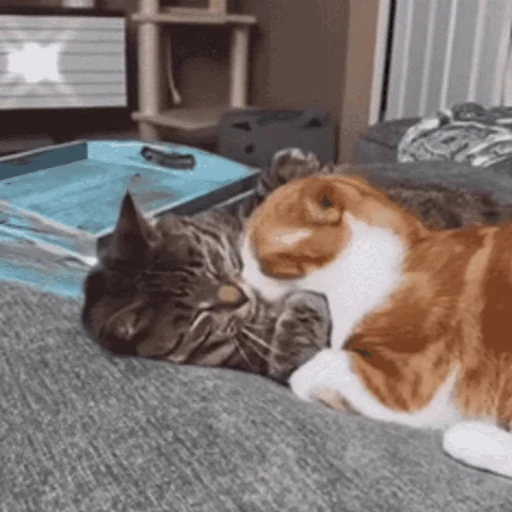 😽 Стикер «Кошачьи обнимашки» для Telegram