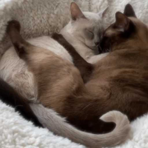 😽 Стикер «Кошачьи обнимашки» для Telegram