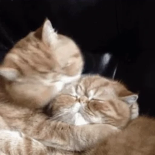 😽 Стикер «Кошачьи обнимашки» для Telegram
