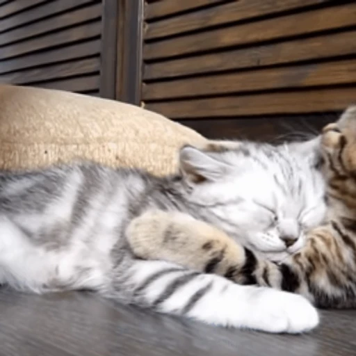 😽 Стикер «Кошачьи обнимашки» для Telegram