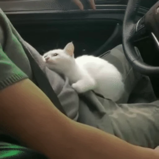 😽 Стикер «Кошачьи обнимашки» для Telegram