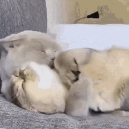 😽 Стикер «Кошачьи обнимашки» для Telegram