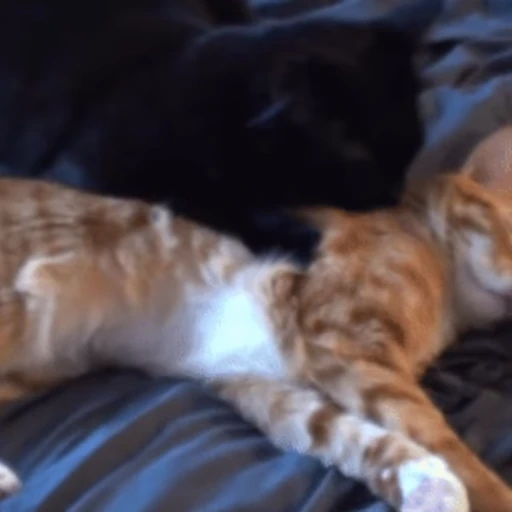 😽 Стикер «Кошачьи обнимашки» для Telegram