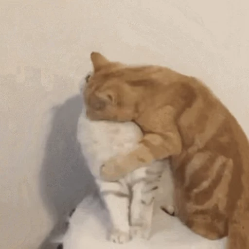 😽 Стикер «Кошачьи обнимашки» для Telegram
