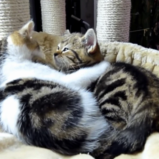 😽 Стикер «Кошачьи обнимашки» для Telegram