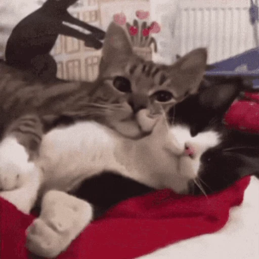 😽 Стикер «Кошачьи обнимашки» для Telegram