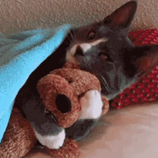 😽 Стикер «Кошачьи обнимашки» для Telegram