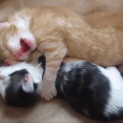 😽 Стикер «Кошачьи обнимашки» для Telegram