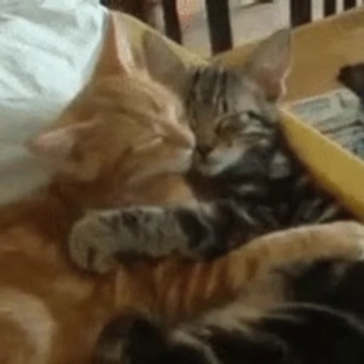 😽 Стикер «Кошачьи обнимашки» для Telegram