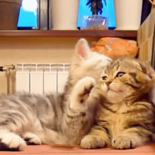 😽 Стикер «Кошачьи обнимашки» для Telegram
