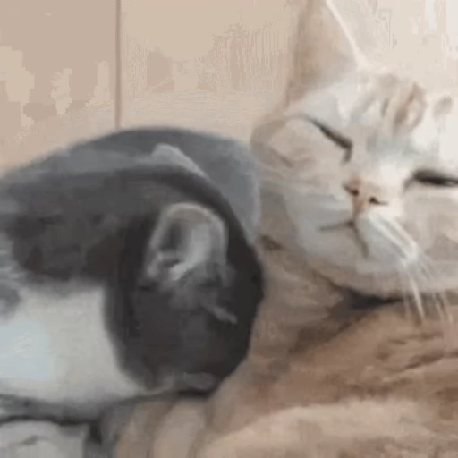 😽 Стикер «Кошачьи обнимашки» для Telegram