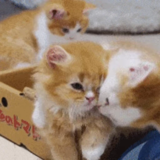 😽 Стикер «Кошачьи обнимашки» для Telegram