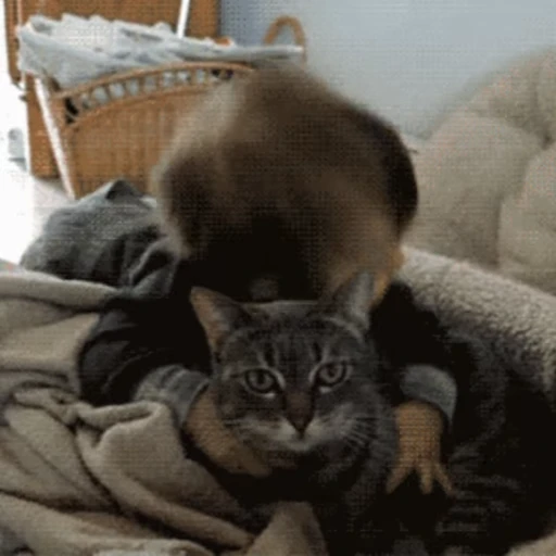 😽 Стикер «Кошачьи обнимашки» для Telegram