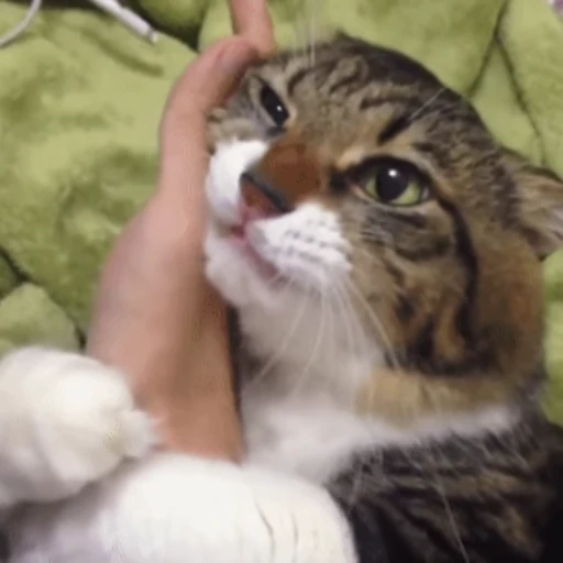 😽 Стикер «Кошачьи обнимашки» для Telegram