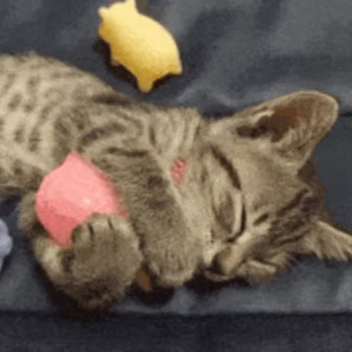 😽 Стикер «Кошачьи обнимашки» для Telegram