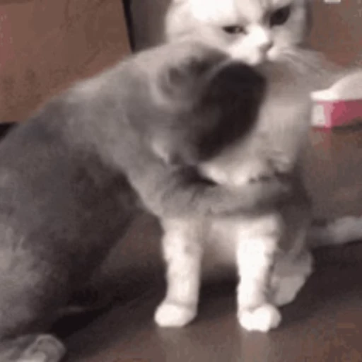 😽 Стикер «Кошачьи обнимашки» для Telegram