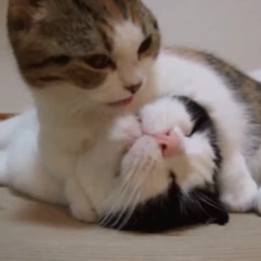 😽 Стикер «Кошачьи обнимашки» для Telegram