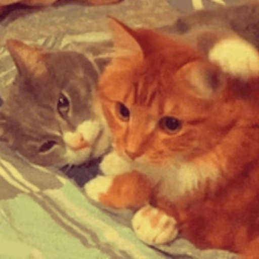 😽 Стикер «Кошачьи обнимашки» для Telegram