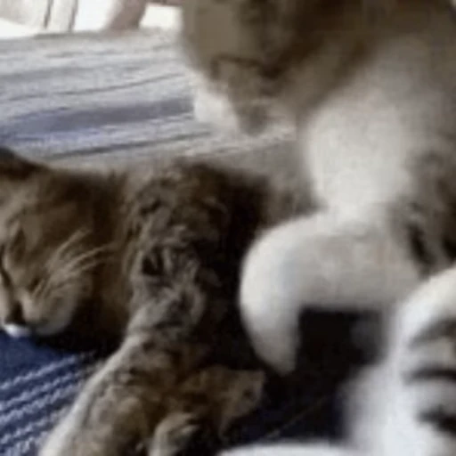 😽 Стикер «Кошачьи обнимашки» для Telegram