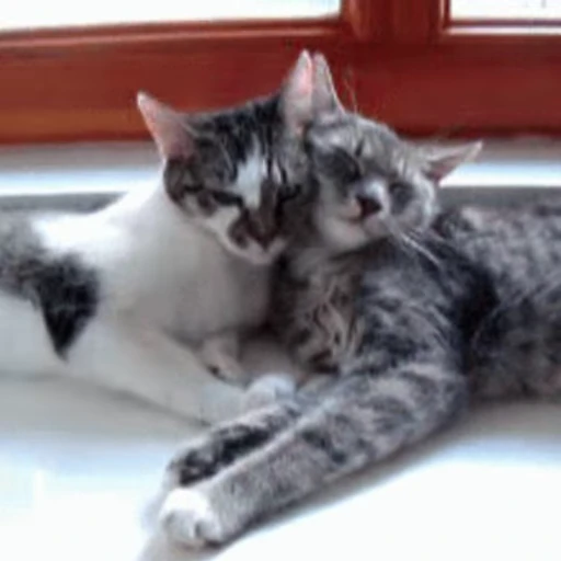 😽 Стикер «Кошачьи обнимашки» для Telegram