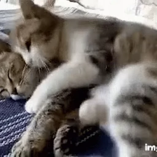 🫂 Стикер «Обнимашки» для Telegram