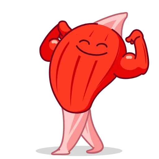Стикер 14 Human Organs