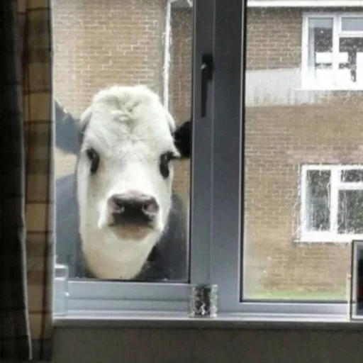 🗿 Стикер «кайза жмыхнуло 5» для Telegram